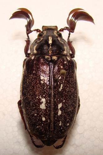 Polyphylla albertischulzi