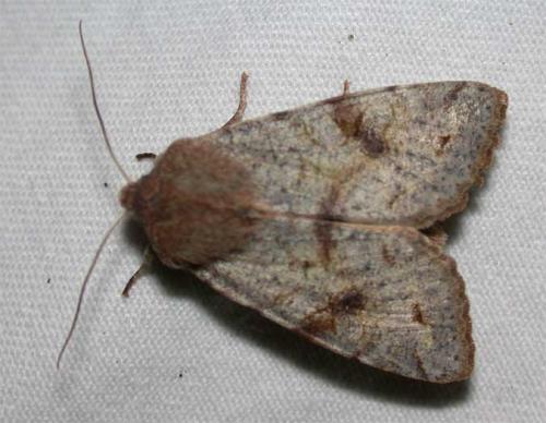 Réf. 42 497 : Orthosia incerta