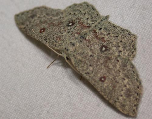 Cyclophora pendularia