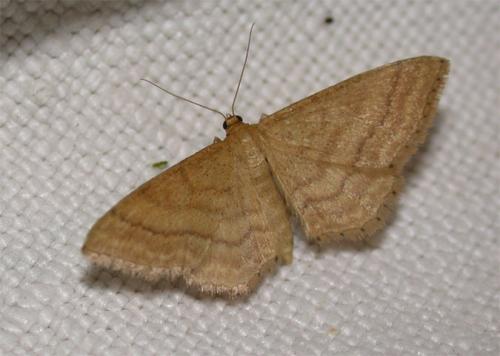 Idaea ochrata