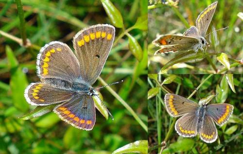Réf. 42 705 : Aricia agestis