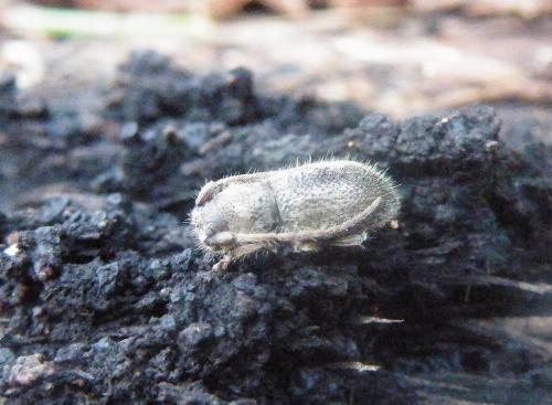 Parmena solieri