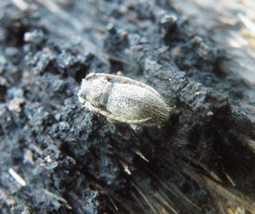 Parmena solieri