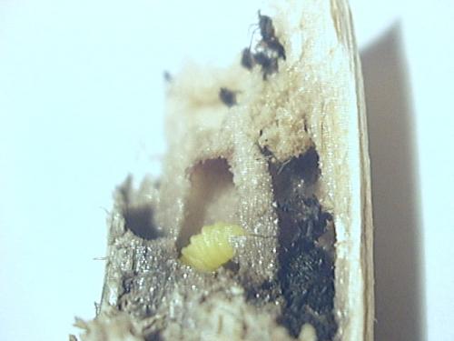 Pemphredon sp.