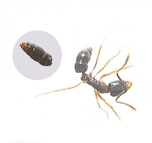 Réf. 42 248 : Ponera coarctata