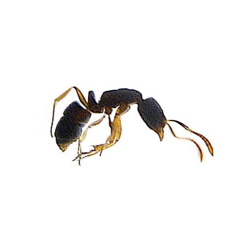 Réf. 42 318 : Ponera coarctata