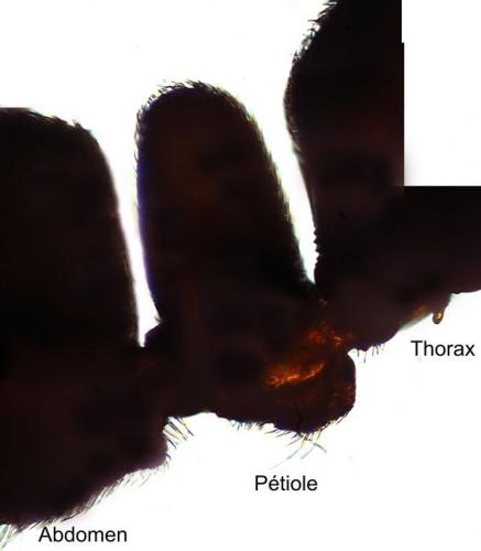 Réf. 42 493 : Ponera coarctata
