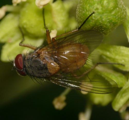 Phaonia rufiventris
