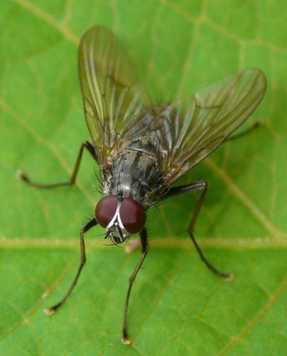 Réf. 42 285 : Phaonia palpata