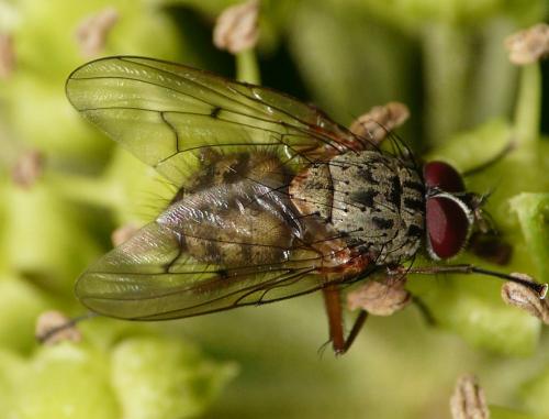Phaonia tuguriorum
