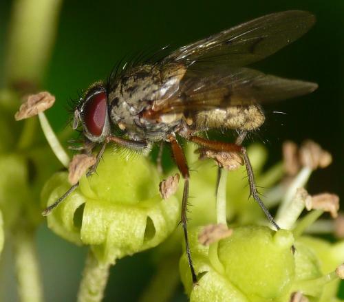 Phaonia tuguriorum