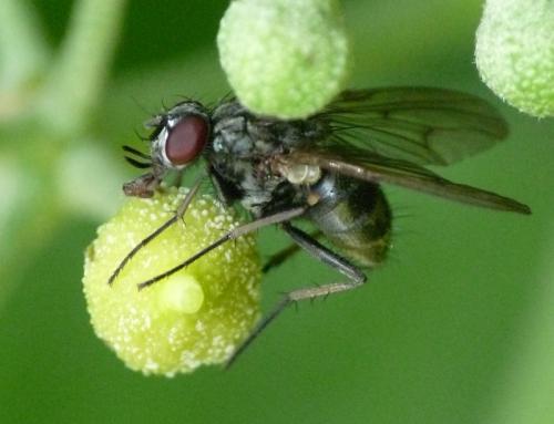 Phaonia palpata