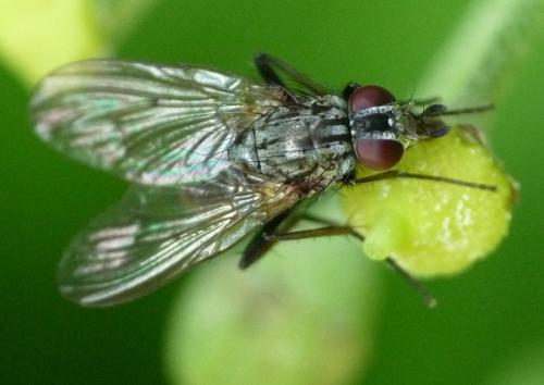 Réf. 42 050 : Phaonia palpata