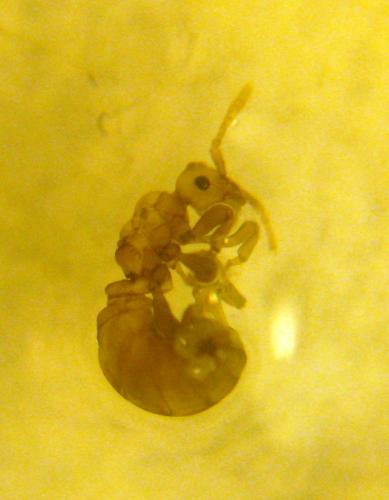 Tetramorium atratulum