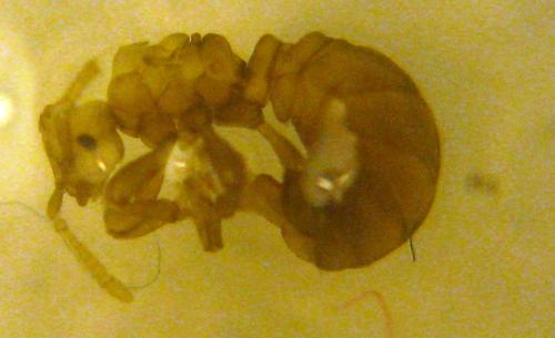 Tetramorium atratulum