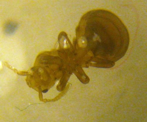 Tetramorium atratulum