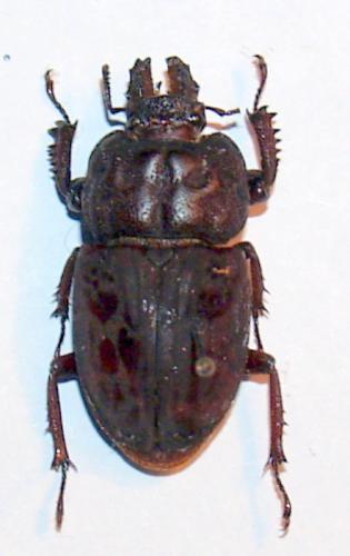 Rhyssonotus sp.