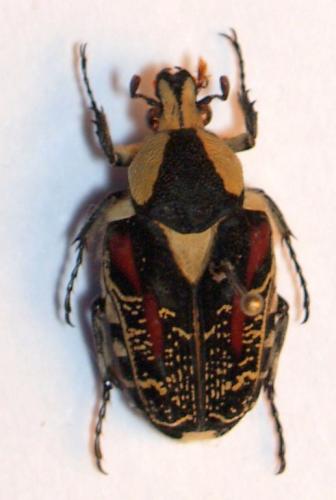 Taeniodera ditissima