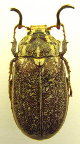 Réf. 42 215 : Polyphylla olivieri