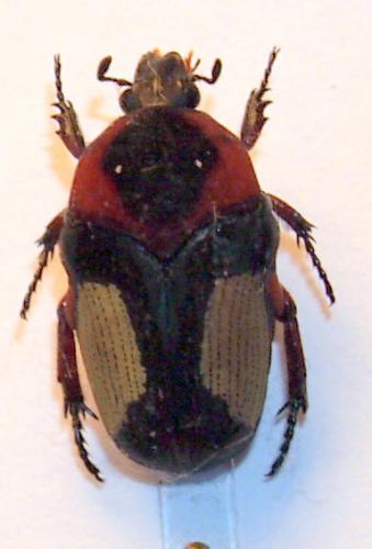 Réf. 42 983 : Clinteria atra
