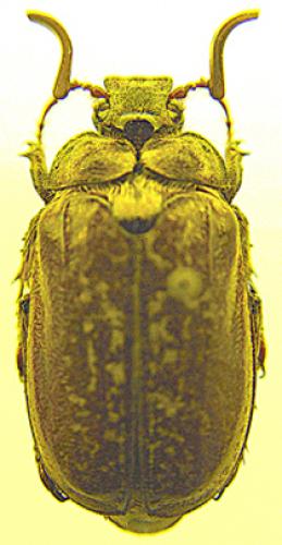 Réf. 42 216 : Polyphylla fullo