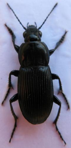Réf. 42 667 : Poecilus sericeus