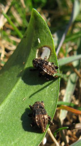 Acallocrates minutesquamosus