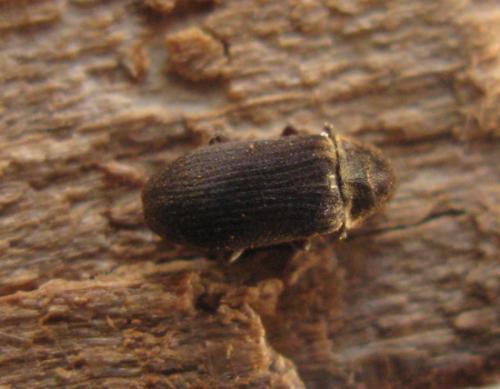 Hadrobregmus denticollis
