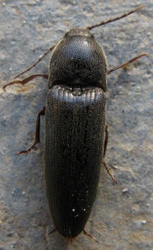 Melanotus sp.