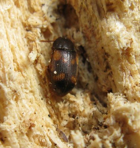 Mycetophagus quadriguttatus