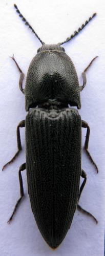 Melanotus tenebrosus