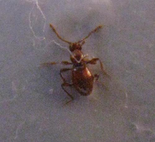 Scydmaenus sp.