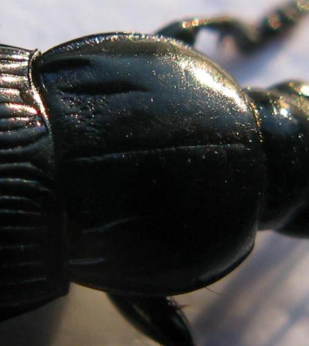 Réf. 42 668 : Poecilus sericeus