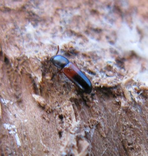 Corticeus fasciatus
