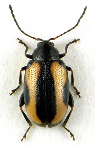 Phyllotreta dilatata