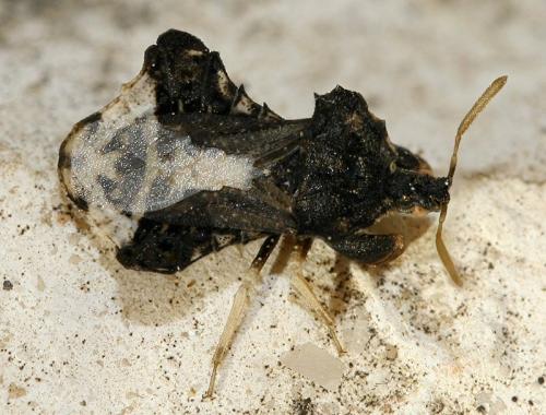 Réf. 42 814 : Phymata monstrosa