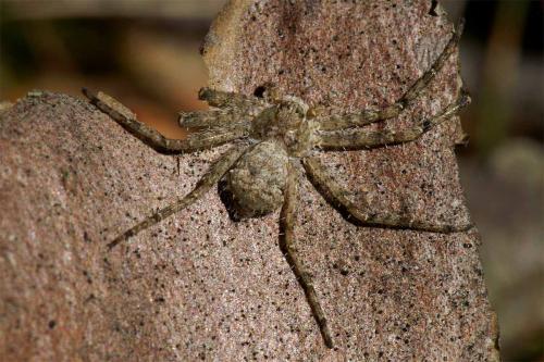 Réf. 42 123 : Philodromus sp.