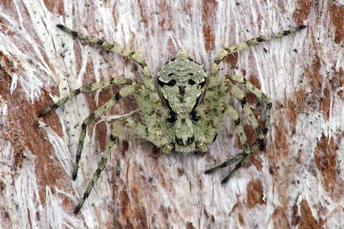 Philodromus sp.