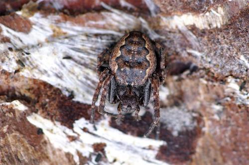 Nuctenea umbratica