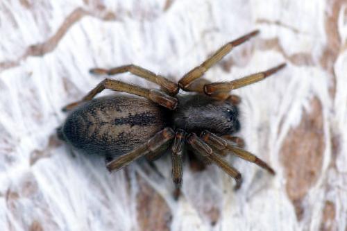 Clubiona sp.