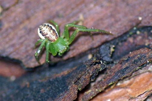 Réf. 42 208 : Diaea dorsata