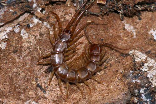 Lithobius sp.