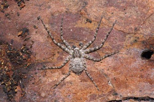 Philodromus sp.