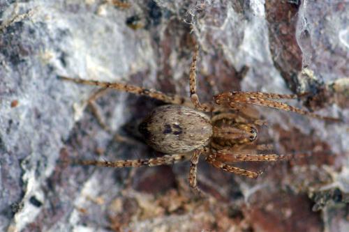 Réf. 42 261 : Anyphaena accentuata