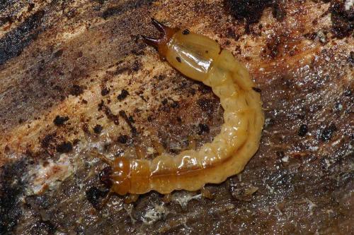 Réf. 42 572 : Pyrochroa sp.