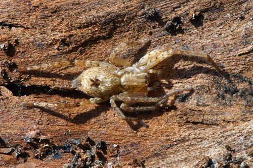 Réf. 42 758 : Anyphaena accentuata