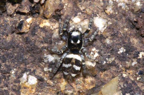 Salticus scenicus