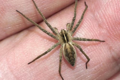 Pisaura mirabilis