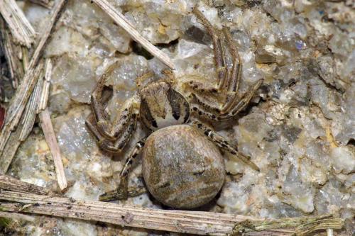 Xysticus sp.
