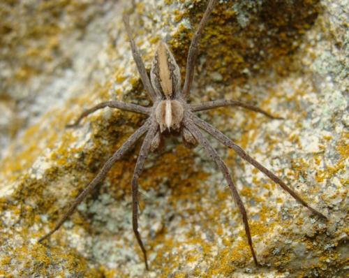 Réf. 42 539 : Pisaura mirabilis